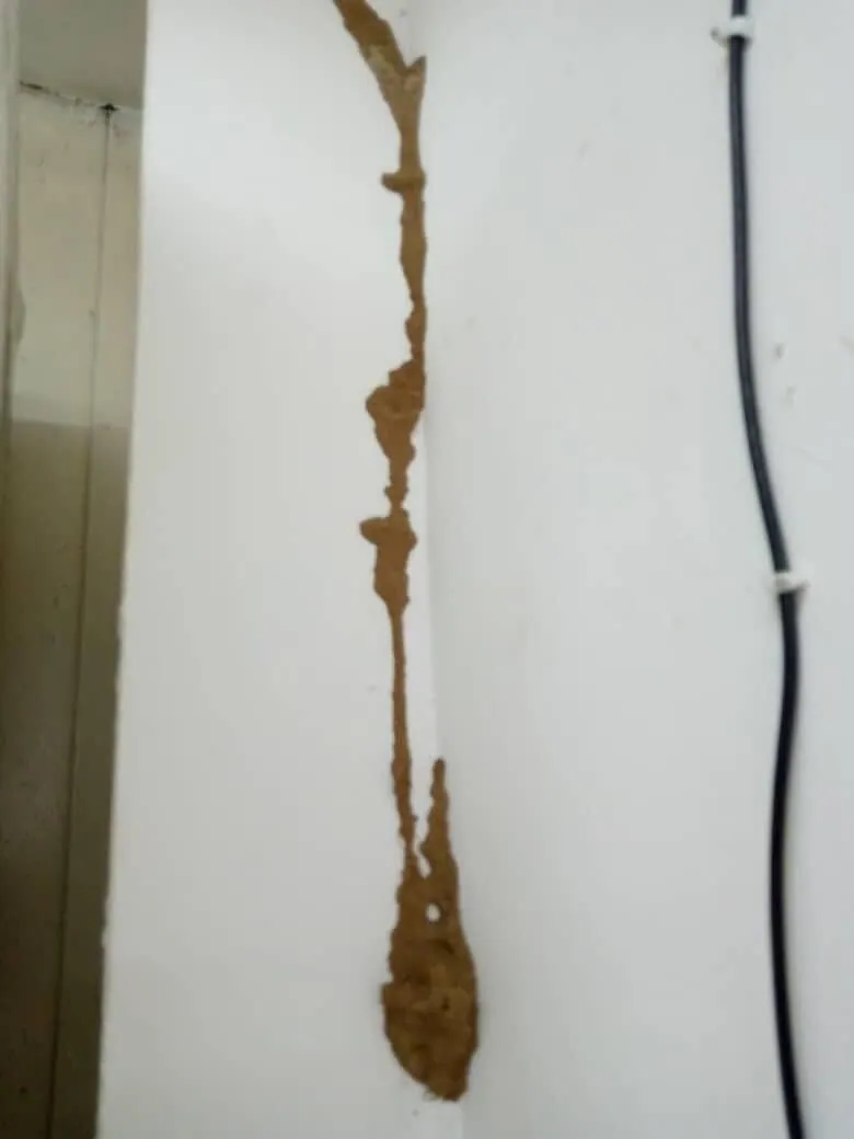 Traitement de termite